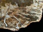 Wide Araucaria Petrified Wood Slab #6272-2